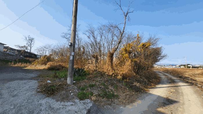 경상남도 함안군 가야읍 도항리 237-8 전 경매 사진 4