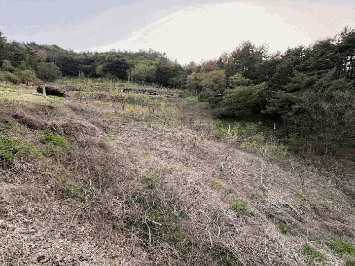 전라남도 나주시 봉황면 운곡리 산85 임야 경매 사진 2