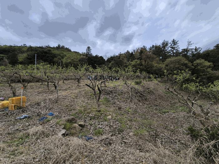 전라남도 나주시 봉황면 운곡리 산85 임야 경매 사진 5