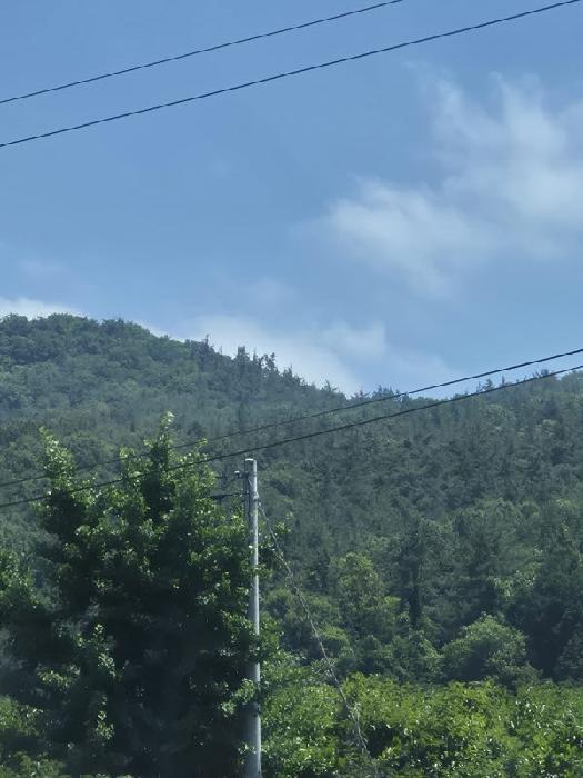 전라남도 화순군 도암면 천태리 산110 임야 경매 사진 10