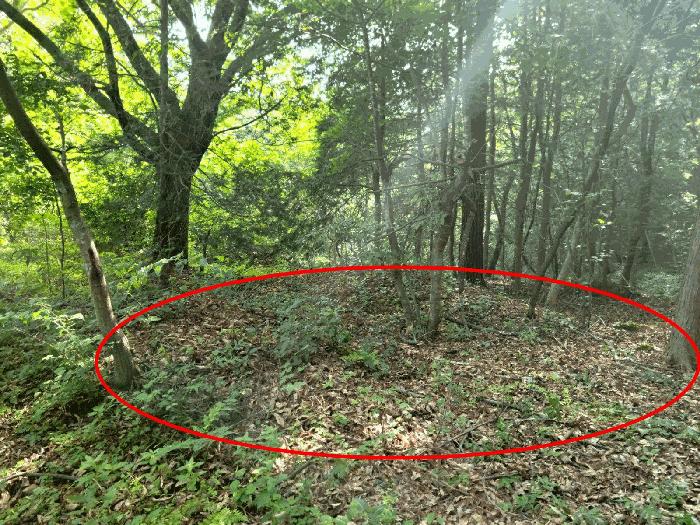 전라남도 화순군 도암면 천태리 산110 임야 경매 사진 2