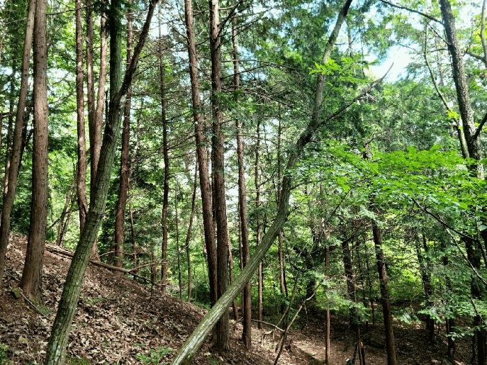 전라남도 화순군 도암면 천태리 산110 임야 경매 사진 3