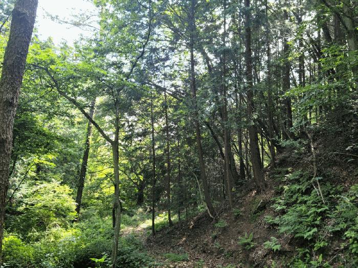 전라남도 화순군 도암면 천태리 산110 임야 경매 사진 4