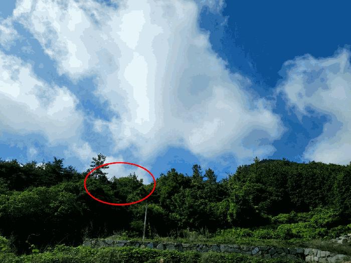 전라남도 화순군 도암면 천태리 산110 임야 경매 사진 8