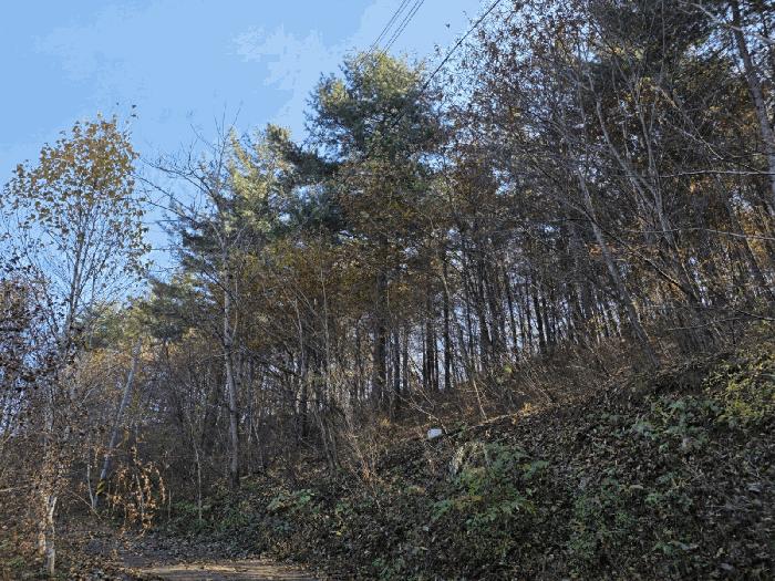 강원특별자치도 홍천군 서면 반곡리 산97 임야 경매 사진 4