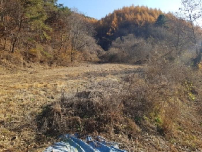 강원특별자치도 홍천군 영귀미면 속초리 274-2 전 경매 사진 3