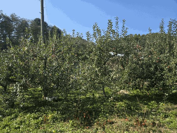 강원특별자치도 인제군 인제읍 가아리 578-3 전 경매 사진 13