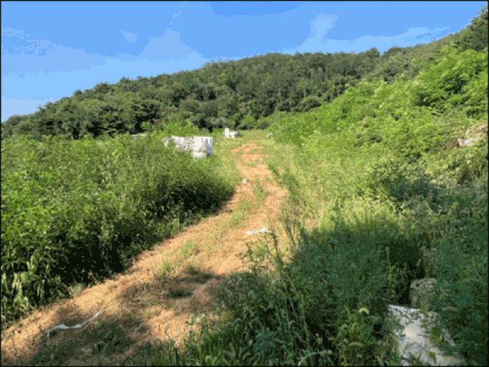 강원특별자치도 동해시 망상동 320-2 임야 경매 사진 9
