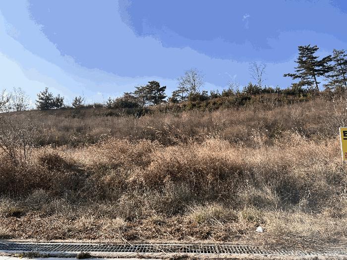 강원특별자치도 동해시 망상동 산103-5 임야 경매 사진 2