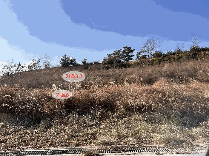 강원특별자치도 동해시 망상동 산103-5 임야 경매 사진 5