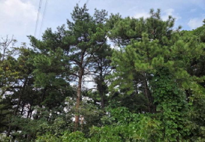 충청남도 아산시 도고면 와산리 47-10 임야 경매 사진 16