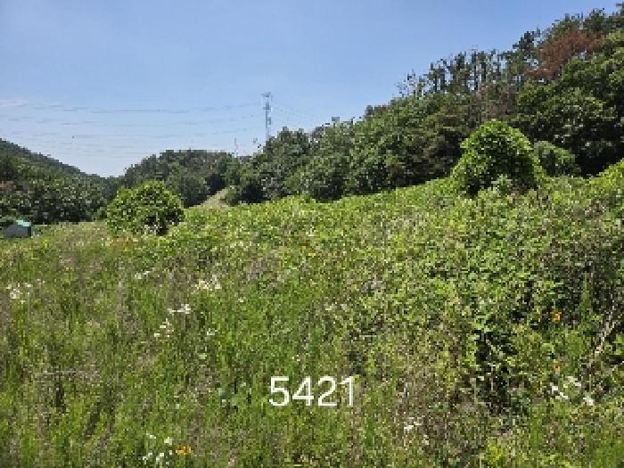 부산광역시 기장군 장안읍 반룡리 258 답 경매 사진 6