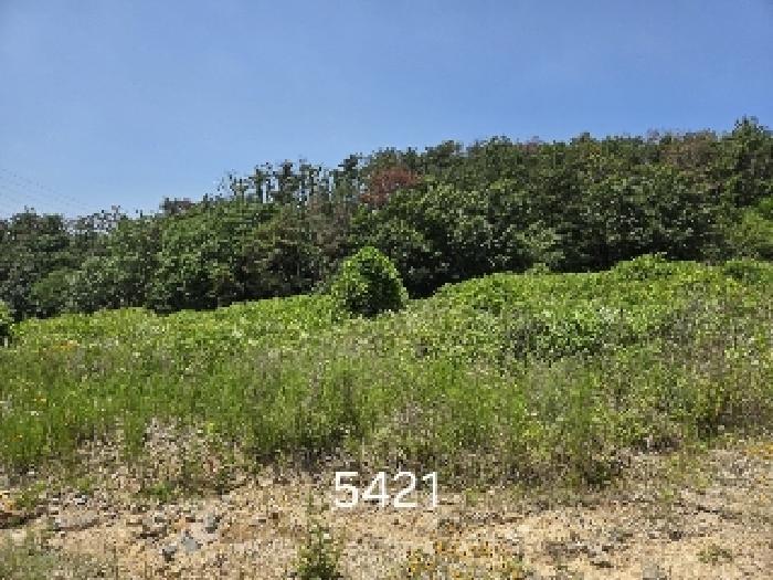부산광역시 기장군 장안읍 반룡리 258 답 경매 사진 8