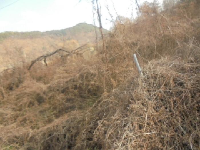 충청북도 충주시 수안보면 온천리 882 전 경매 사진 14