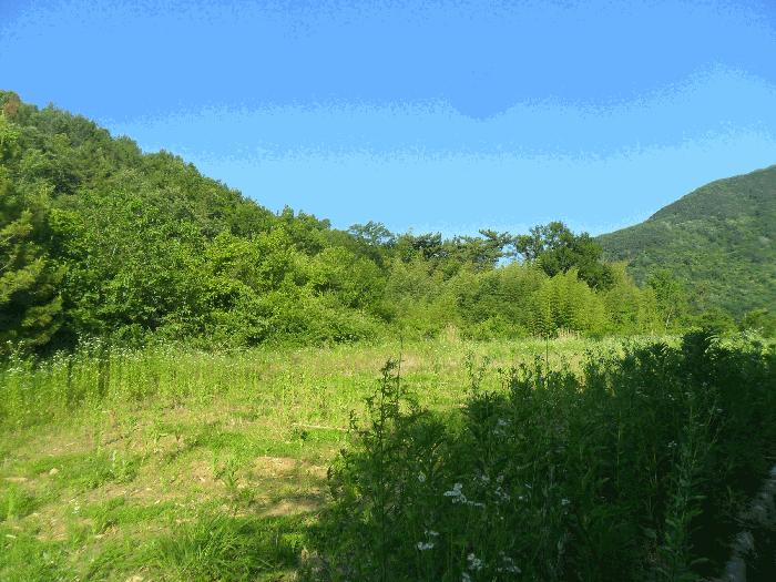 경상남도 밀양시 산외면 금곡리 382 전 경매 사진 1