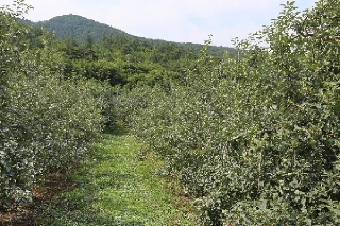 경상남도 밀양시 산내면 송백리 57 답 경매 사진 10