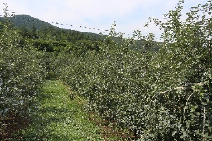 경상남도 밀양시 산내면 송백리 57 답 경매 사진 12