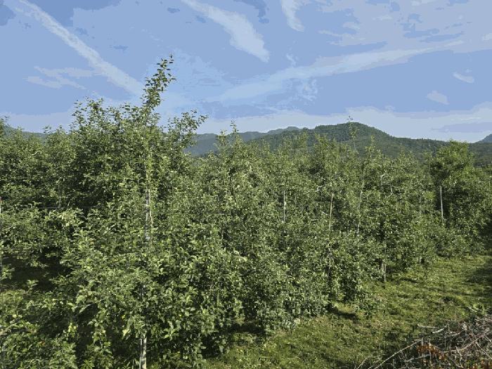 경상남도 밀양시 산내면 송백리 57 답 경매 사진 5