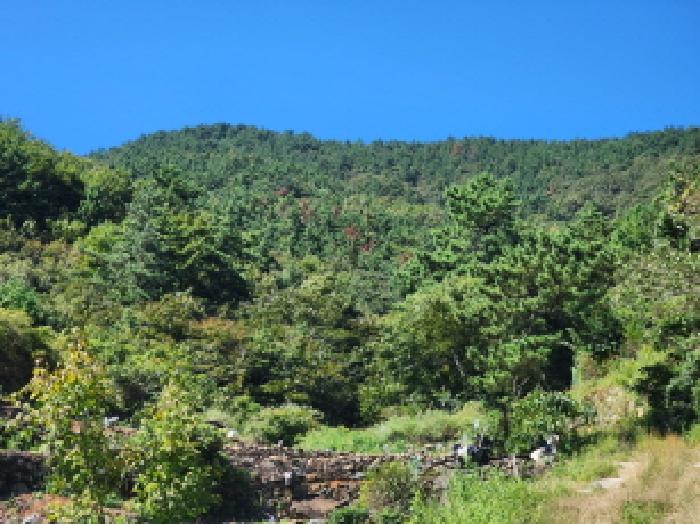 전라남도 여수시 돌산읍 율림리 산338-14 임야 경매 사진 13