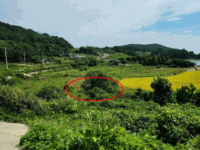 전라남도 고흥군 동일면 봉영리 1557 답 경매 사진 3