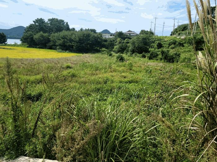전라남도 고흥군 동일면 봉영리 1557 답 경매 사진 4