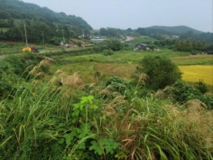 전라남도 고흥군 동일면 봉영리 1557 답 경매 사진 6