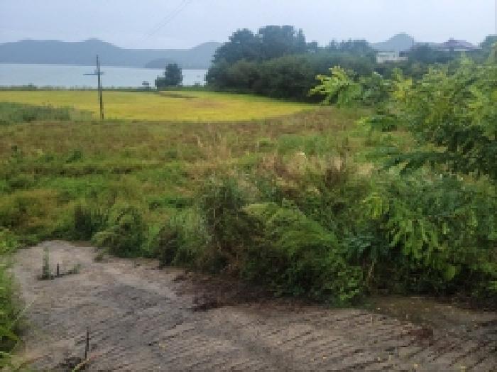 전라남도 고흥군 동일면 봉영리 1557 답 경매 사진 7