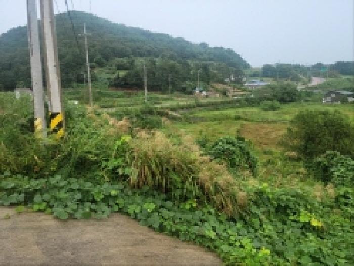 전라남도 고흥군 동일면 봉영리 1557 답 경매 사진 8