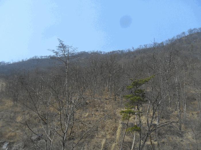 경상남도 밀양시 상동면 안인리 산108-1 임야 경매 사진 1