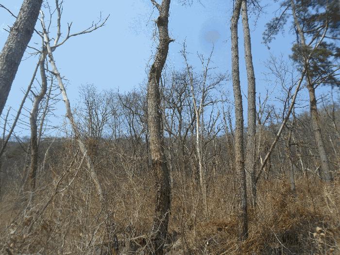 경상남도 밀양시 상동면 안인리 산108-1 임야 경매 사진 3