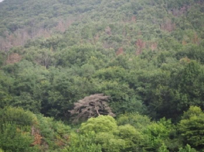 경상남도 밀양시 상동면 안인리 산108-1 임야 경매 사진 4