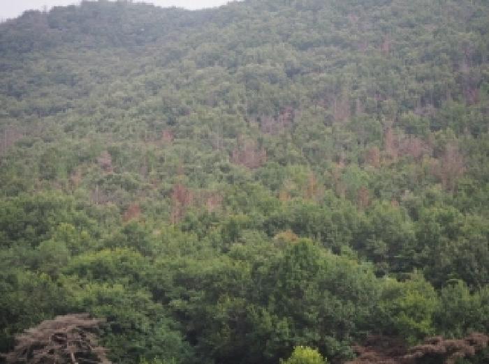 경상남도 밀양시 상동면 안인리 산108-1 임야 경매 사진 5