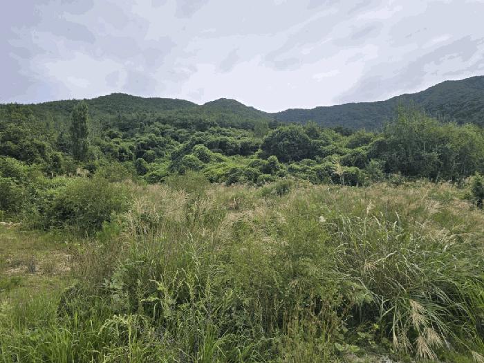 경상남도 밀양시 산내면 송백리 126-5 임야 경매 사진 2