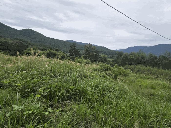경상남도 밀양시 산내면 송백리 126-5 임야 경매 사진 4