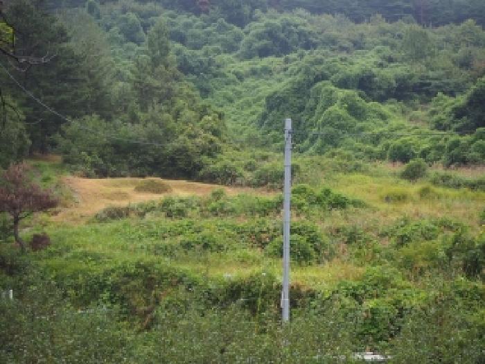 경상남도 밀양시 산내면 송백리 126-5 임야 경매 사진 5