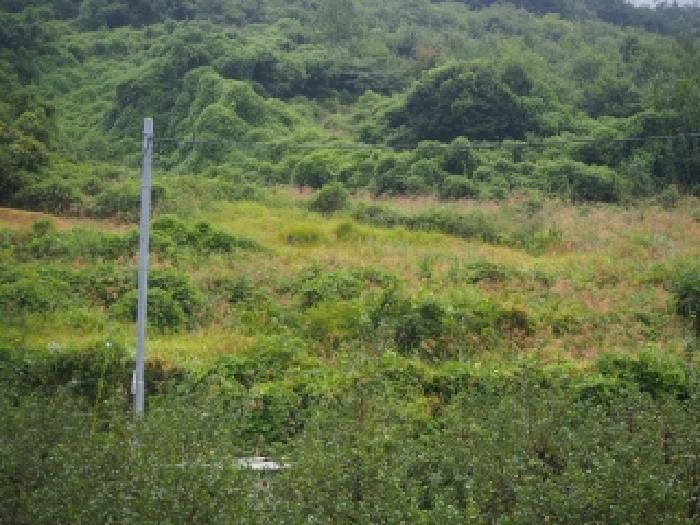경상남도 밀양시 산내면 송백리 126-5 임야 경매 사진 7