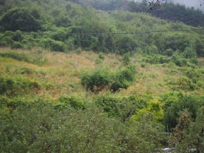 경상남도 밀양시 산내면 송백리 126-5 임야 경매 사진 8