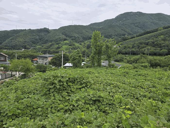 경상남도 밀양시 단장면 고례리 1440-8 근린시설 경매 사진 3