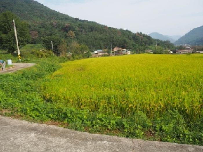 경상남도 창녕군 길곡면 길곡리 1335-1 답 경매 사진 5