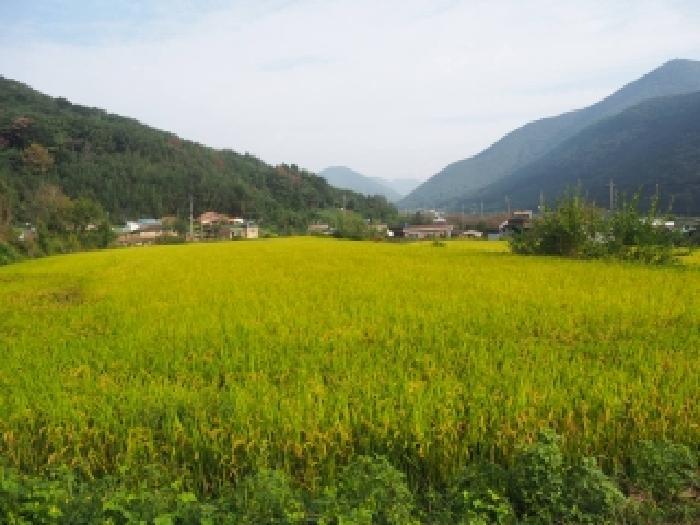 경상남도 창녕군 길곡면 길곡리 1335-1 답 경매 사진 7