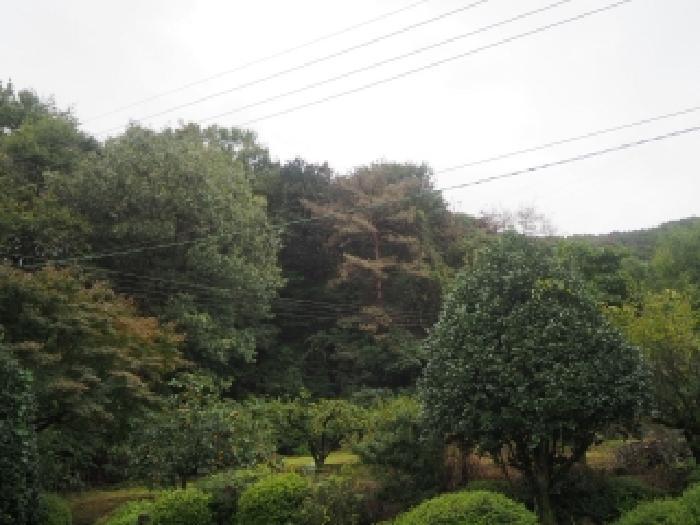 경상남도 밀양시 초동면 덕산리 산245 임야 경매 사진 5