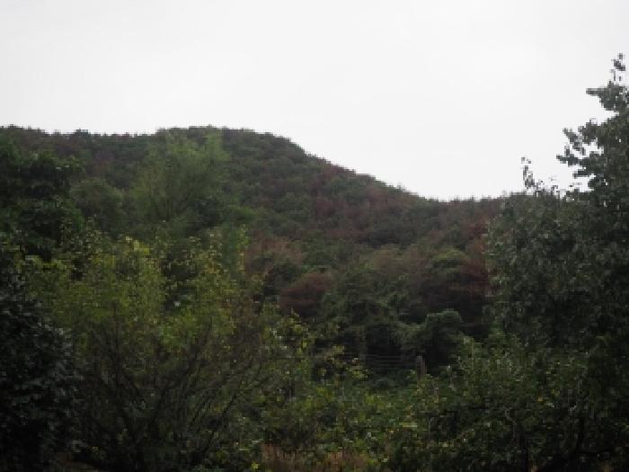 경상남도 밀양시 초동면 덕산리 산245 임야 경매 사진 6