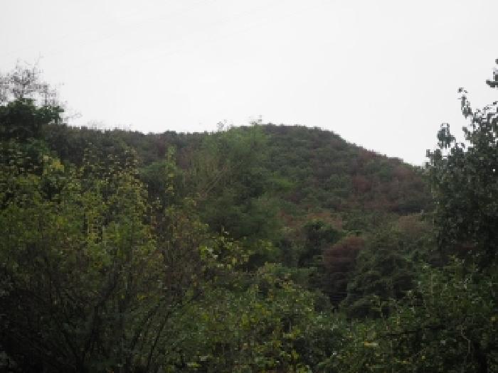 경상남도 밀양시 초동면 덕산리 산245 임야 경매 사진 7