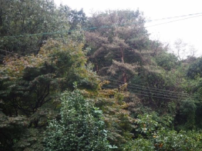 경상남도 밀양시 초동면 덕산리 산245 임야 경매 사진 9