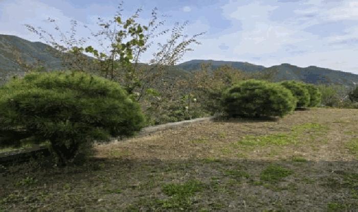 경상남도 밀양시 단장면 사연리 산165-29 임야 경매 사진 13