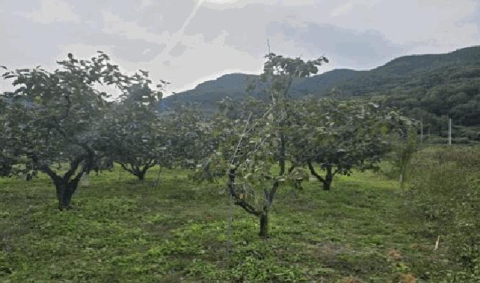 경상남도 밀양시 단장면 사연리 산165-29 임야 경매 사진 15