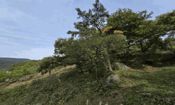 경상남도 밀양시 단장면 사연리 산165-29 임야 경매 사진 3