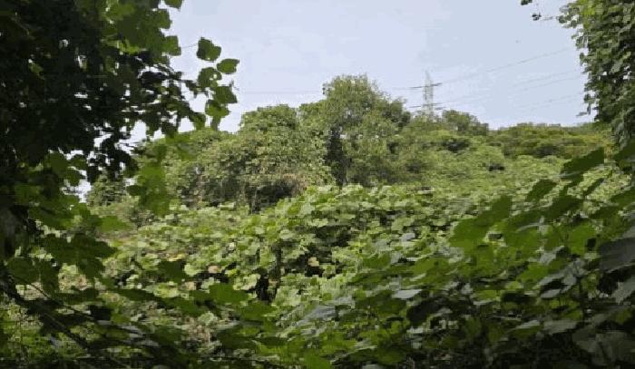 경상남도 밀양시 단장면 고례리 1453-4 창고 경매 사진 4