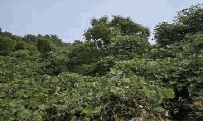 경상남도 밀양시 단장면 고례리 1453-4 창고 경매 사진 6