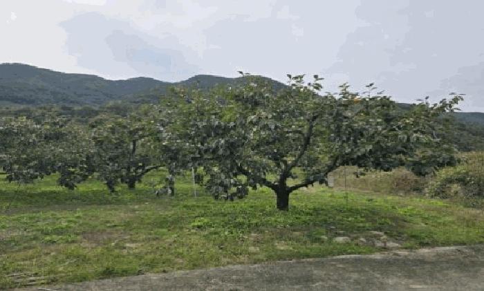 경상남도 밀양시 단장면 무릉리 255-29 임야 경매 사진 14